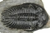 Large Hollardops Trilobite Fossil - Ofaten, Morocco #273421-2